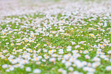 Image showing Chamomile flowers spring field background. Meadow background.