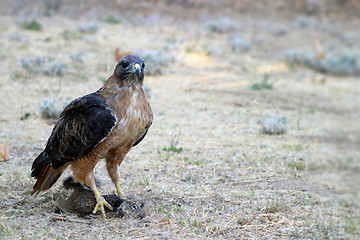 Image showing Red Tailed Hawk Catch