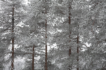 Image showing Winter forest