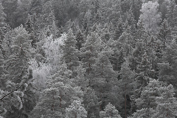 Image showing Winter forest