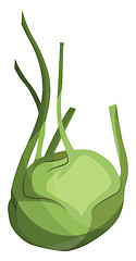 Image showing Light green kohlrabi vector illustration of vegetables on white 