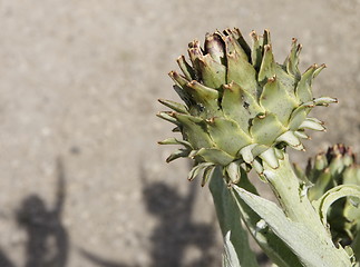 Image showing artichoke