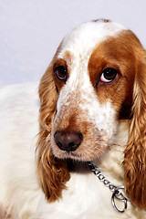 Image showing cocker spaniel