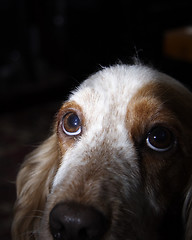 Image showing puppy dog eyes