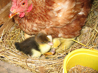 Image showing ducklings