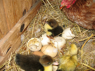 Image showing ducklings