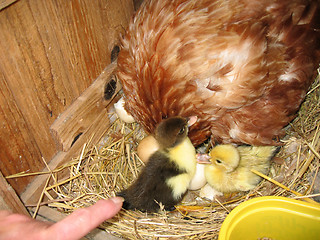 Image showing ducklings and hen