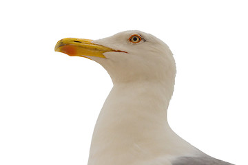 Image showing Seagull isolated on white