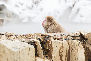 Image showing japanese macaque or snow monkey in hot spring