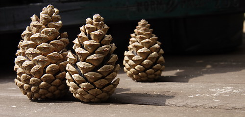 Image showing pine cones