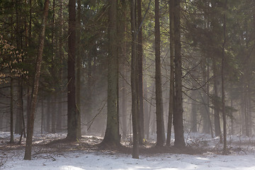 Image showing Early spring in forest