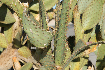 Image showing close up of cactus growing outdoors