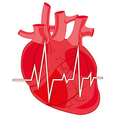 Image showing Internal organ of the person heart and cardiogram
