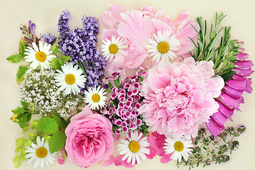 Image showing Herbs and Flowers for Herbal Medicine