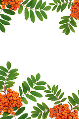 Image showing Rowan Ash Berry Background Border