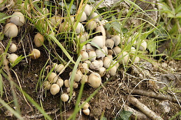 Image showing wild mushrooms