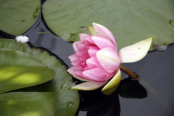 Image showing pink water lily