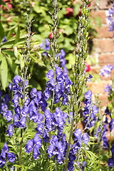 Image showing monkshood 