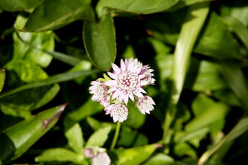 Image showing small pink flower