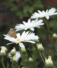 Image showing butterfly on daisies