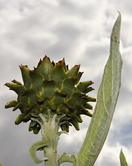 Image showing artichoke 