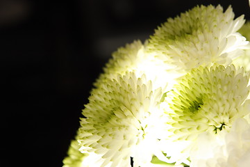 Image showing lit chrysanthemums