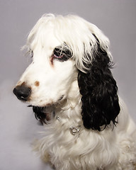 Image showing black and white cocker spaniel