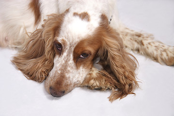 Image showing cocker spaniel dog