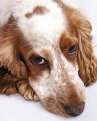 Image showing cocker spaniel dog