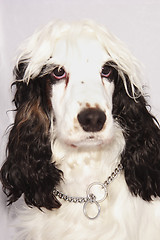 Image showing black and white cocker spaniel
