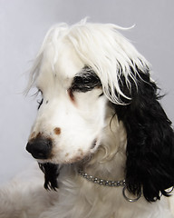 Image showing black and white cocker spaniel