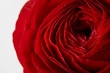 Image showing close-up of a red rose flower