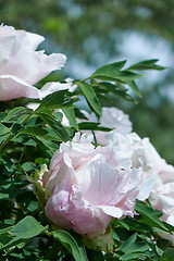 Image showing Gently pink flowers peonies in blossom with green leaves at the bush in the summer in a botanical garden. Close-up photo