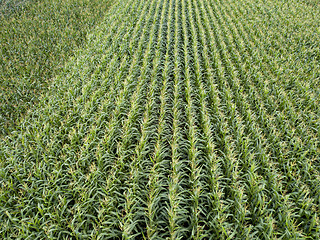 Image showing Organic natural green field of corn. Top view aerial photo from drone in the summer.