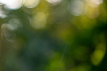 Image showing A natural blurred background of a bokeh made from green trees on