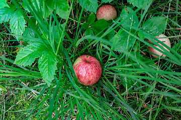 Image showing Ripe apples fell in the grass in the village garden. Harvest time. Top view