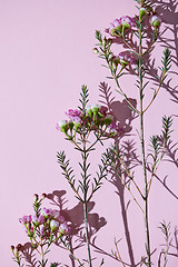 Image showing Pattern from the branches of spring pink flowers on a pink backg