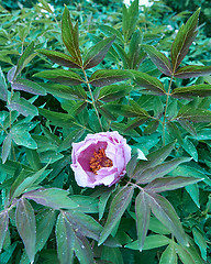 Image showing A drop of dew on a pink peony flower blooming on a bush, shot close-up on background of green foliage.