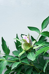 Image showing A bud of a gently pink flower peony on a flowering bush with green leaves on blue background, shot close-up. Space for text.