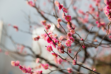 Image showing close up of beautiful sakura tree blossoms