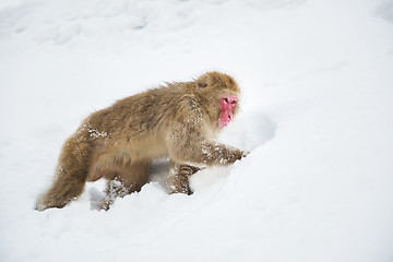 Image showing japanese macaque or monkey searching food in snow