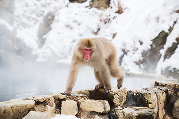 Image showing japanese macaque or snow monkey in hot spring