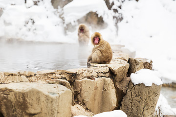 Image showing japanese macaques or snow monkeys in hot spring