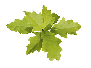 Image showing Oak Leaves