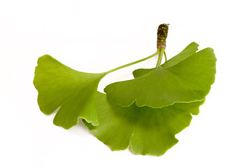 Image showing Three Ginkgo Leaves