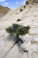 Image showing Close up on the Rocks with a Small Tree - Snow Canyon Utah