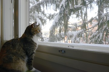 Image showing cat sits by the window in winter