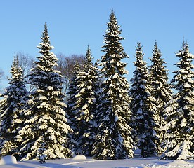 Image showing snow covered fir trees