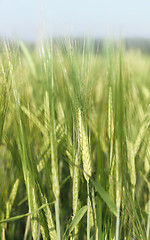 Image showing Barley Field Close-up On A Summer Day