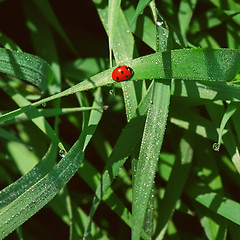 Image showing Ladybug In The Grass Among Dew Drops Close-up